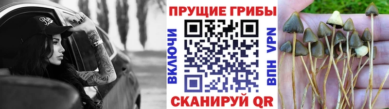 Псилоцибиновые грибы прущие грибы  Миасс 